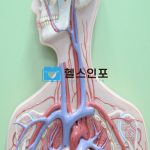 내 식도를 지켜줘! 식도염과 작별하는 방법들
