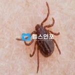 쯔쯔가무시의 전염 경로와 6가지 주요증상 및 예방법