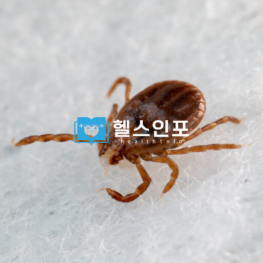 쯔쯔가무시 증상 발진 진드기