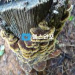 항암효과에 탁월한 상황버섯 효능ㅣ자연의 보물을 만나다