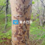 노각나무의 5가지 효능과 부작용,섭취방법(feat.섭취방법)