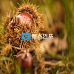 밤효능,칼로리 밤 삶는법과 섭취시 주의사항 요약 총정리