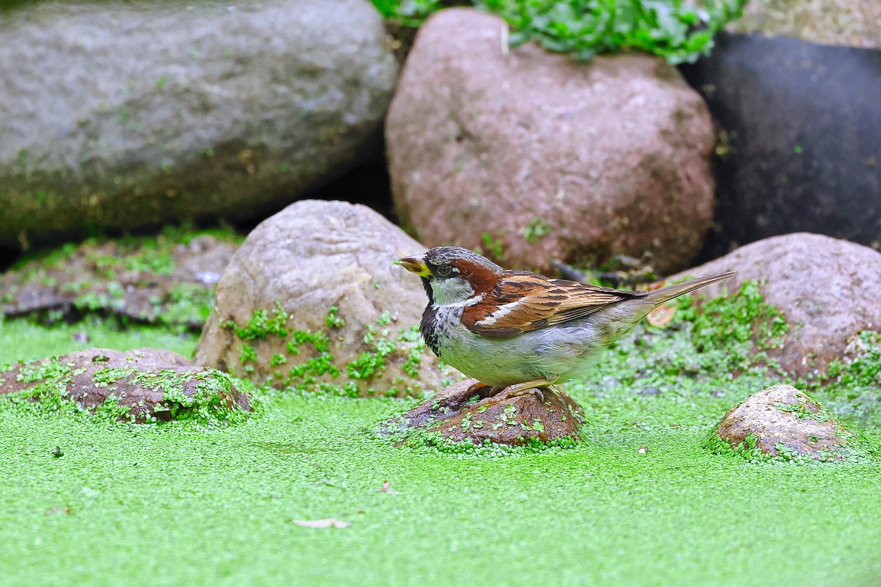 잇몸 부었을때(잇몸 내려앉음,잇몸피)