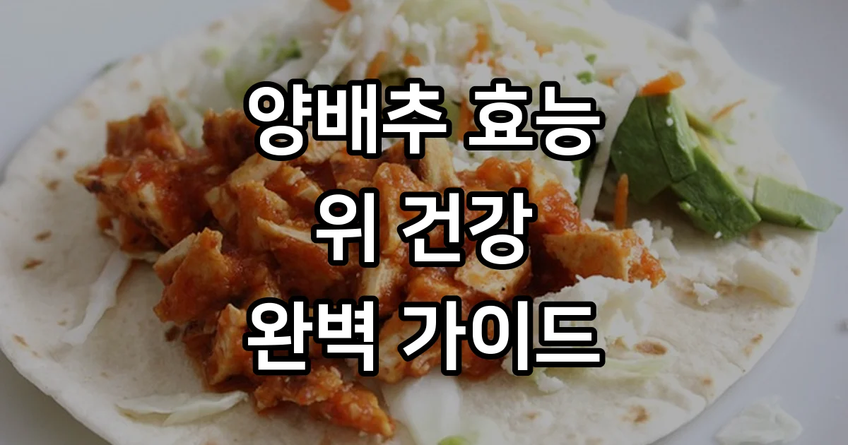 양배추 효능 완벽 가이드